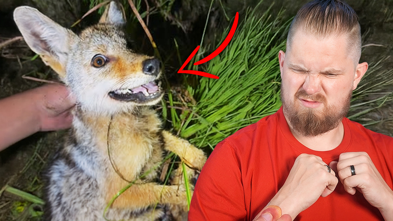 Nara animal reaction thumbnail